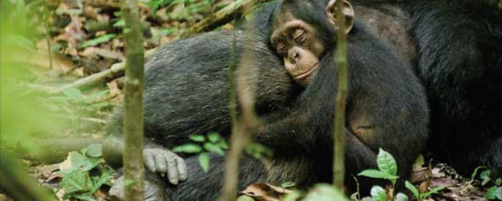 Chimpanzee (2012)